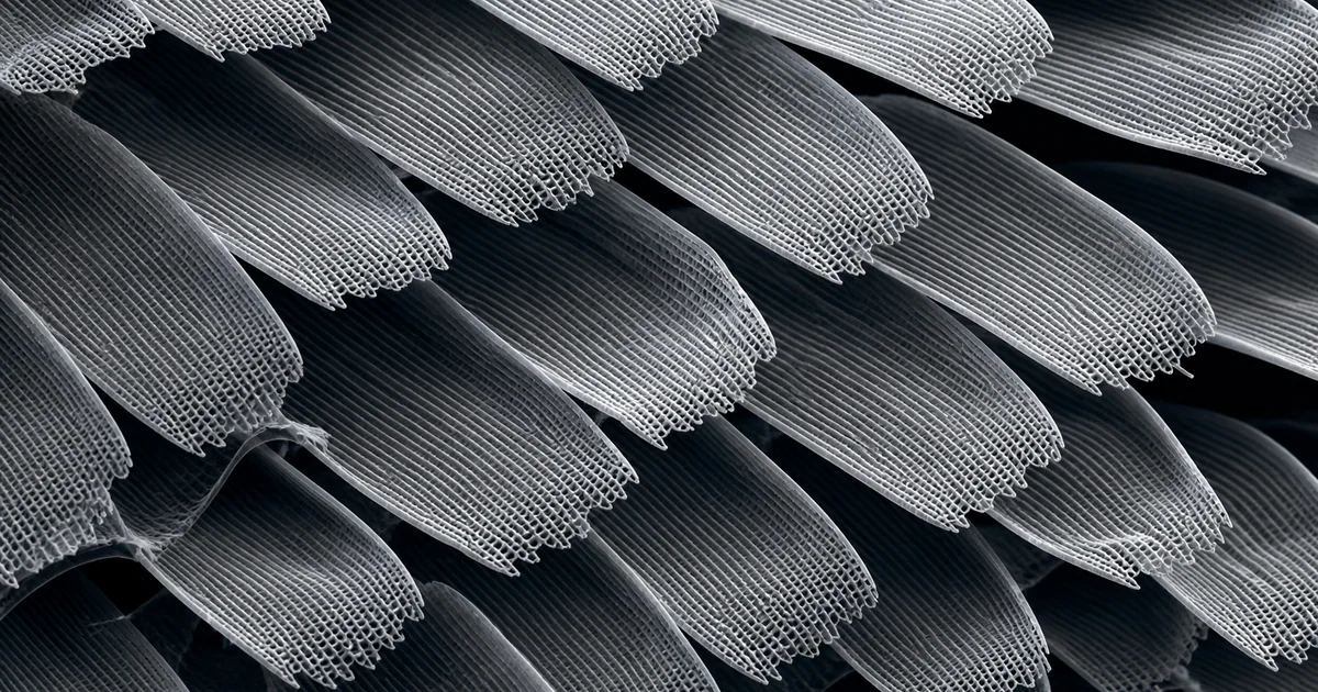 Scanning electron microscope style image of overlapping butterfly wing scales with fine ridges
